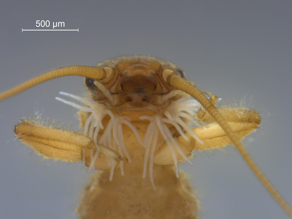 Amphinemura borealis